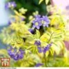 Polemonium 'Golden Feathers' 2 Polemonium 'Golden Feathers' -Garden Glory Sales pole gold