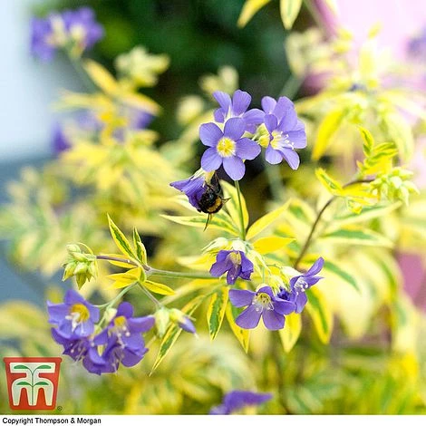Polemonium 'Golden Feathers' 3 Polemonium 'Golden Feathers'