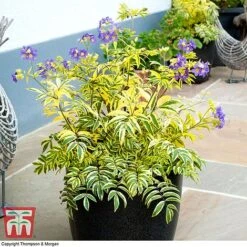 Polemonium 'Golden Feathers' 7 Polemonium 'Golden Feathers' -Garden Glory Sales pole gold2