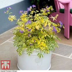 Polemonium 'Golden Feathers' 9 Polemonium 'Golden Feathers' -Garden Glory Sales pole gold4