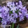 Agapanthus 'Poppin' Star' -Garden Glory Sales popin s