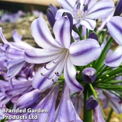 Agapanthus 'Poppin' Star' 7 Agapanthus 'Poppin' Star' -Garden Glory Sales poppin st