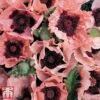 Poppy 'Coral Reef' -Garden Glory Sales poppy
