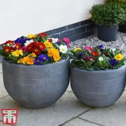 Primrose '100 Days Of Flower' -Garden Glory Sales prim 1001