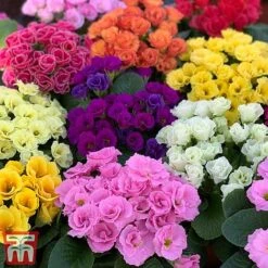 Primrose 'Primlet Tropical Mix' -Garden Glory Sales prim trop