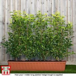 Prunus Lusitanica -Garden Glory Sales prunus ready