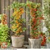 Pyracantha Coccinea 'Star' Duo -Garden Glory Sales pyra duo
