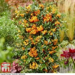Pyracantha Coccinea 'Star' Duo -Garden Glory Sales pyra sun3