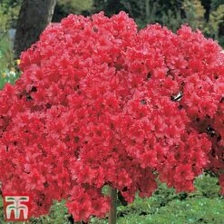 Azalea 'Japanese Red' 12 Azalea 'Japanese Red' -Garden Glory Sales red2