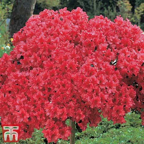 Azalea 'Japanese Red' 5 Azalea 'Japanese Red' - Image 3
