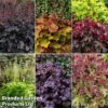 Heuchera Rex Collection -Garden Glory Sales rex coll
