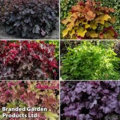 Heuchera Rex Collection -Garden Glory Sales rex coll3