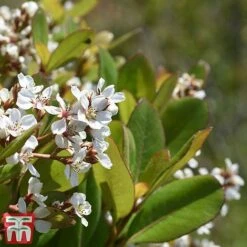 Rhaphiolepis Umbellata F. Ovata -Garden Glory Sales rhap ume3