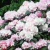Rhododendron 'Silberwolke' -Garden Glory Sales rhod cloud