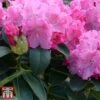 Rhododendron 'Germania' -Garden Glory Sales rhod germ3