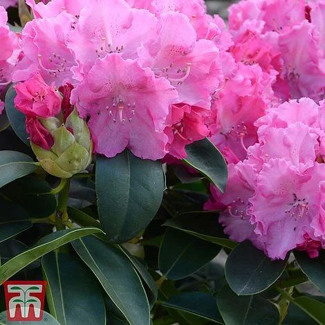Rhododendron 'Germania' 3 Rhododendron 'Germania'