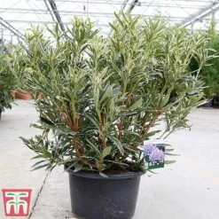 Rhododendron Ponticum 'Variegatum' -Garden Glory Sales rhod var