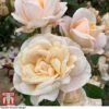 Rose 'Champagne Moment' (Floribunda Rose) -Garden Glory Sales rose cham