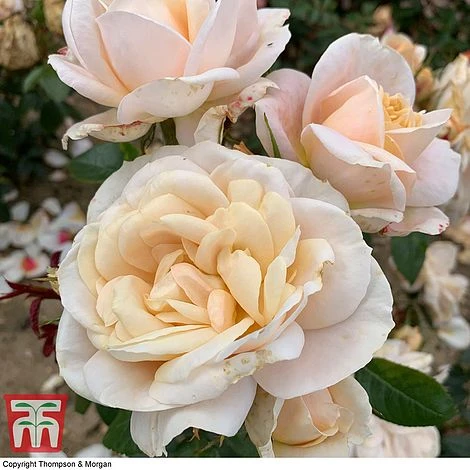 Rose 'Champagne Moment' (Floribunda Rose) 3 Rose 'Champagne Moment' (Floribunda Rose)