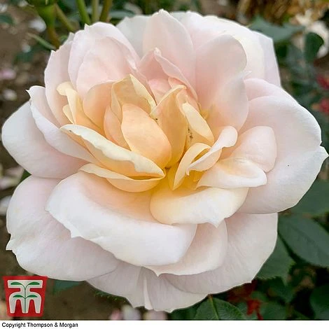 Rose 'Champagne Moment' (Floribunda Rose) 4 Rose 'Champagne Moment' (Floribunda Rose) - Image 2