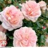 Rose 'Joie De Vivre' (Floribunda Rose) -Garden Glory Sales rose joi