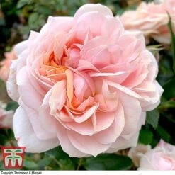 Rose 'Joie De Vivre' (Floribunda Rose) -Garden Glory Sales rose joi3
