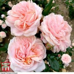 Rose 'Joie De Vivre' (Floribunda Rose) -Garden Glory Sales rose joi4