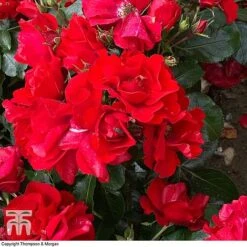 Rose 'Moment In Time' (Floribunda Rose) -Garden Glory Sales rose mom2