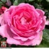 Rose 'Mum In A Million' (Hybrid Tea Rose)