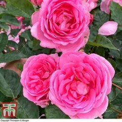 Rose 'Mum In A Million' (Hybrid Tea Rose) -Garden Glory Sales rose mum2