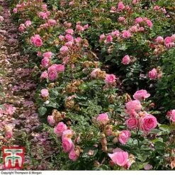 Rose 'Mum In A Million' (Hybrid Tea Rose) -Garden Glory Sales rose mum3