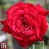 Rose 'Ruby Wedding' (Hybrid Tea Rose) 2 Rose 'Ruby Wedding' (Hybrid Tea Rose) -Garden Glory Sales rose ruby