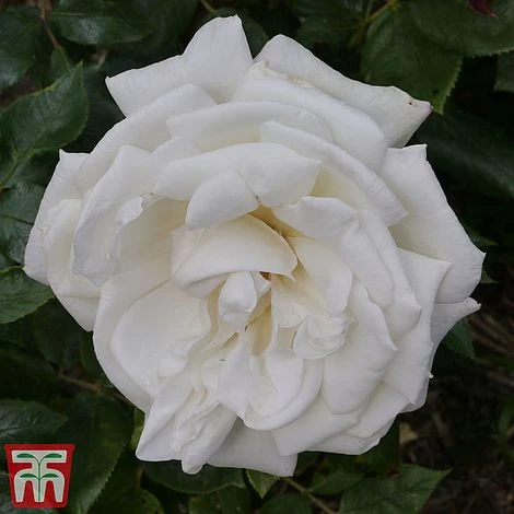 Rose 'Silver Anniversary' (Hybrid Tea Rose) 3 Rose 'Silver Anniversary' (Hybrid Tea Rose)