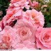 Rose 'Tinkled Pink' (Floribunda Rose) -Garden Glory Sales rose tickle