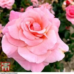 Rose 'Tinkled Pink' (Floribunda Rose) -Garden Glory Sales rose tickle3