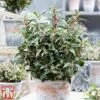 Sarcococca Hookeriana 'Winter Gem' -Garden Glory Sales s1TM