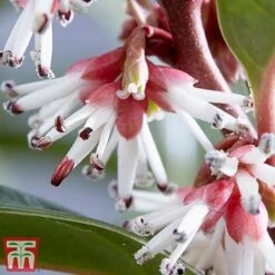 Sarcococca Hookeriana 'Winter Gem' -Garden Glory Sales s2TM