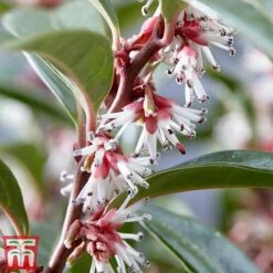 Sarcococca Hookeriana 'Winter Gem' -Garden Glory Sales s3TM