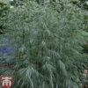 Salix Exigua 1 Salix Exigua -Garden Glory Sales salix2