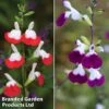 Salvia Lips Duo Collection -Garden Glory Sales salvia duo
