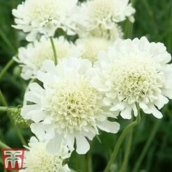 Scabious Columbaria Subsp. Ochroleuca