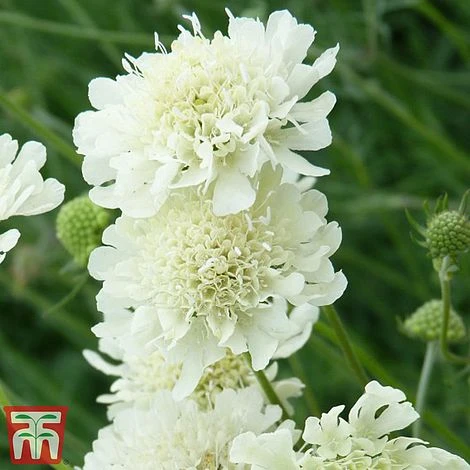 Scabious Columbaria Subsp. Ochroleuca 4 Scabious Columbaria Subsp. Ochroleuca - Image 2