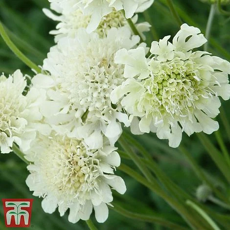 Scabious Columbaria Subsp. Ochroleuca 5 Scabious Columbaria Subsp. Ochroleuca - Image 3