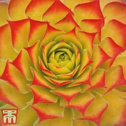 Sempervivum 'Chick Charms® Gold Nugget' -Garden Glory Sales semp chi a