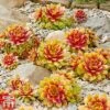 Sempervivum 'Chick Charms® Gold Nugget' -Garden Glory Sales semp chi c
