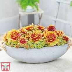 Sempervivum 'Chick Charms® Gold Nugget' -Garden Glory Sales semp chi d