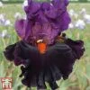 Iris 'Sharp Dressed Man' -Garden Glory Sales sharp