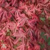 Acer Palmatum 'Shirazz' -Garden Glory Sales shirazz