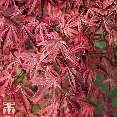 Acer Palmatum 'Shirazz' 3 Acer Palmatum 'Shirazz'