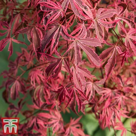 Acer Palmatum 'Shirazz' 4 Acer Palmatum 'Shirazz' - Image 2